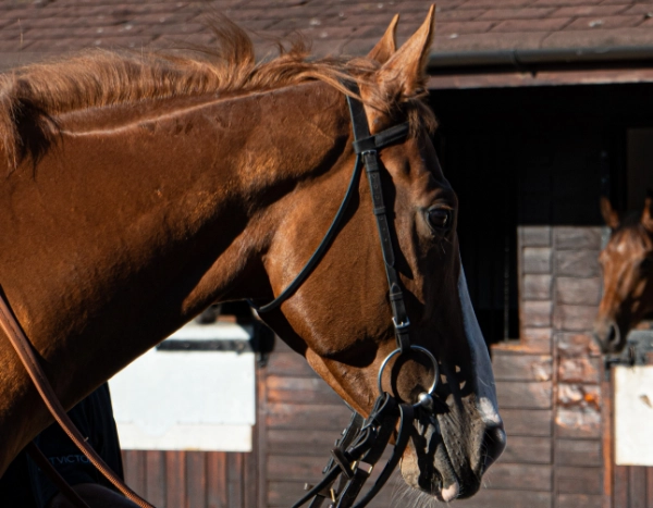 Blazing Blues & Twos' Horses