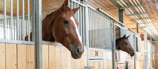 Shares Available in Blazing Blues & Twos