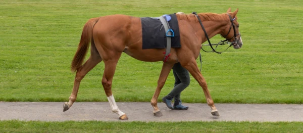 Shares Available in Blazing Blues & Twos